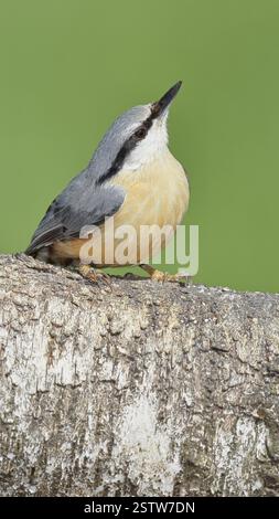 Nackenfische (Sitta europaea) auf einem gefallenen Birkenstamm, Tiere, Vögel, Siegerland, Nordrhein-Westfalen, Deutschland, Europa Stockfoto
