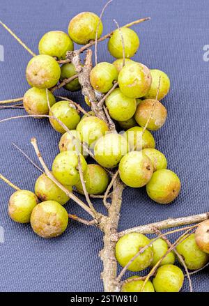 Frische indische Stachelbeeren: Nahaufnahme einer Gruppe von leuchtend grünen indischen Stachelbeeren, die die komplizierten Details ihrer strukturierten Haut und einfangen Stockfoto