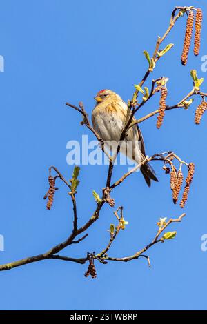 Redpoll (Acanthis flammea) Stockfoto