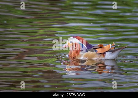 Mandarin Ente Stockfoto