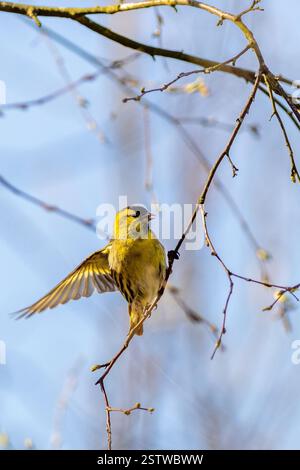 Erlenzeisig (Zuchtjahr Spinus) Stockfoto