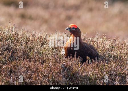 Rothühner (Lagopus lagopus) Stockfoto