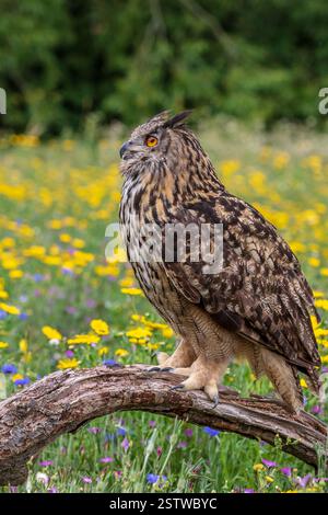 Uhu (Bubo bubo) gehockt Stockfoto