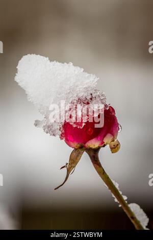 Rote Rose mit Schnee Stockfoto