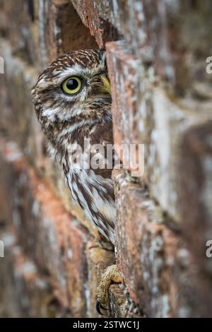 Steinkauz (Athene Noctua) Stockfoto