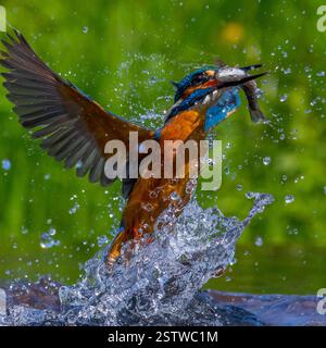 Eisvogel (Alcedo Atthis) Stockfoto