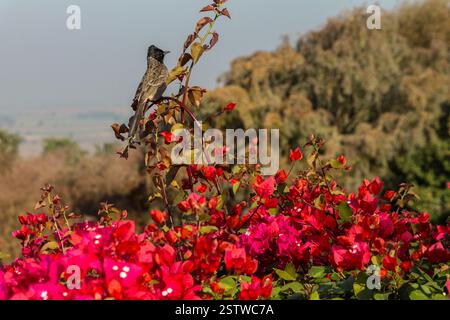 Bulbul in Sanchi mit roter Belüftung Stockfoto