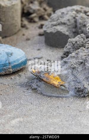 Pacific Razor Clam mit Muschelpistole am Copalis Beach, Washingon State, USA Stockfoto