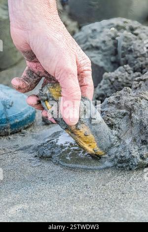 Pacific Razor Clam mit Muschelpistole am Copalis Beach, Washingon State, USA Stockfoto