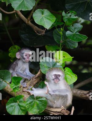Zwei Weißaffen sitzen in den Bäumen in Südafrika. Es gibt einen jungen Affen auf dem Bild. Stockfoto