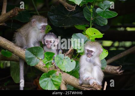 Drei Weißaffen sitzen in den Bäumen in Südafrika. Zwei Jungtiere und ein sehr junger Affe im Bild Stockfoto