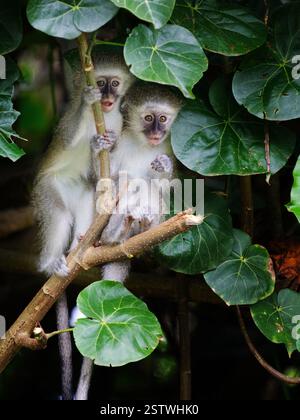Zwei Weißaffen sitzen in den Bäumen in Südafrika. Beide sind junge Affen. Stockfoto