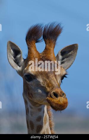 Nahaufnahme der Giraffe in der Savanne. Nur der Kopfschuss, der die langen Wimpern zeigt. Stockfoto
