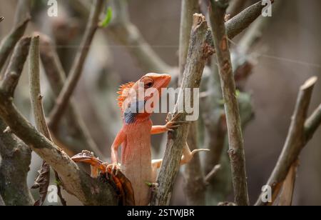 Gartenechsen entspannen sich im Teegarten. Dieses Foto wurde aus Chittagong, Bangladesch, aufgenommen. Stockfoto