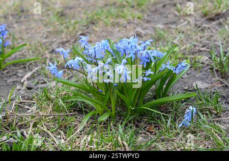 Die ersten Frühlingsblumen sind blaue Schneeglöckchen im frühen Frühjahr. Stockfoto