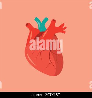 Illustration des echten menschlichen Herzens Stock Vektor