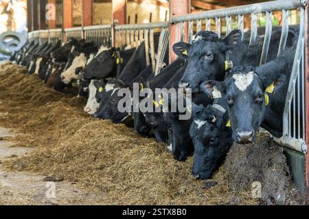 Milchkühe, die Silage auf einem Milchbetrieb in Aherla, West Cork, Irland, fressen. Stockfoto