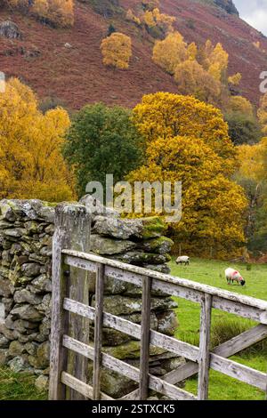 Hölzerne Bauernhof-Tor, alte Trockenmauern Schafe und herbstliche Bäume im November im Lake District, Cumbria, England, Großbritannien Stockfoto