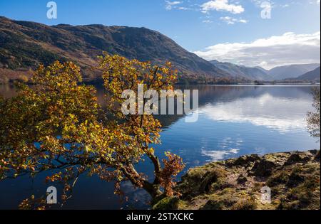 Baum und Reflexionen im ruhigen Wasser des Ullswater Lake an einem sonnigen Novembertag, Glenridding, Lake District, Cumbria, England, UK. Stockfoto