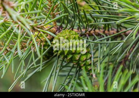 Eine kleinwachsende Zedernkiefer. Pinus pumila mit großen grünen Kegeln in einem sonnigen Sommergarten. Tapete mit Blumenmuster. Stockfoto