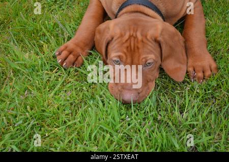 Ungarischer Vizsla-Welpe, der auf Gras liegt Stockfoto