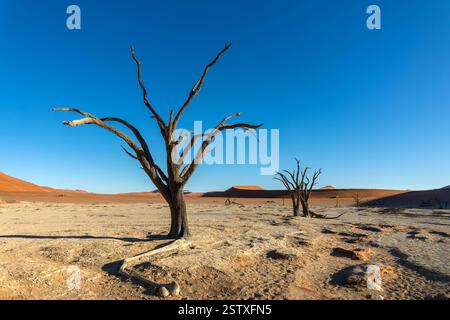 Deadvlei (oder Dead Vlei), tote Bäume und Sanddünen in Sossusvlei, Namib Naukluft Nationalpark, Namibia malerische Landschaft, Afrika Stockfoto