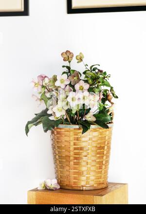 Fantastischer Blumenstrauß aus Hellebarore in einem Vintage Korb für Wohnkultur. (Helleborus niger) hausgemachte Dekoration. Kopierbereich. Stockfoto