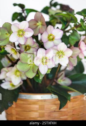 Wunderschöner Blumenstrauß aus Frühlingshelleore in einem Vintage-Korb. (Helleborus niger). Inneneinrichtung und Dekorationsidee Konzept. Selektiver Fokus. Stockfoto