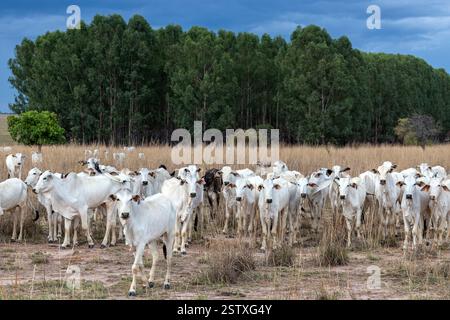 Nelore-Rinder auf Farm, die nach Truck laufen, Cerrado, Brasilien Savannah, Brasilien Stockfoto