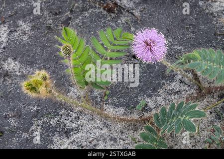 Mimosa pudica, Cerrado, Brasilien Savannah, Brasilien. Auch bekannt als empfindliche Pflanze, verschlafene Pflanze, Aktionspflanze, bescheidene Pflanze, Touch-Me-Not, Stockfoto