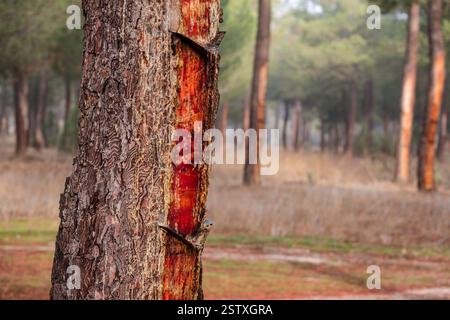 Harzextraktion in einem Pinus pinaster-Wald Stockfoto