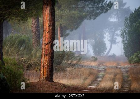 Harzextraktion in einem Pinus pinaster-Wald Stockfoto
