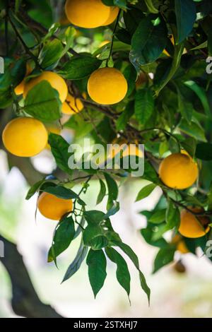 Orangen am Baum Stockfoto