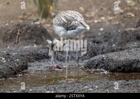 Der amerikanische Flamingo (Phoenicopterus ruber), junger Watvogel aus der Familie Phoenicopteridae, der auf den Westindischen Inseln im Norden Südamerikas beheimatet ist Stockfoto