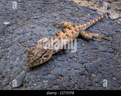 Ostzaun-Eidechse (Sceloporus undulatus), die sich auf einer Asphaltstraße in Dehradun, Uttarakhand, aufhält. Dieses wunderschöne Reptil wird außerhalb seines natura gefangen Stockfoto
