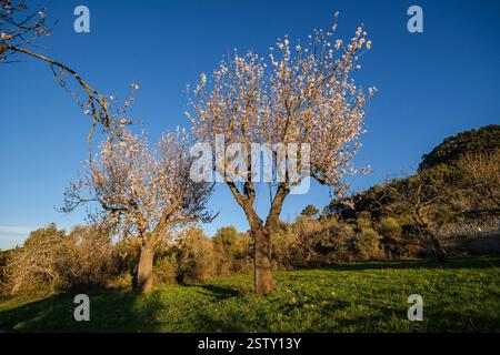 Mandelblüte Stockfoto