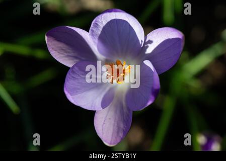 Eine Nahaufnahme einer violetten Krokusblume, von oben gesehen Stockfoto
