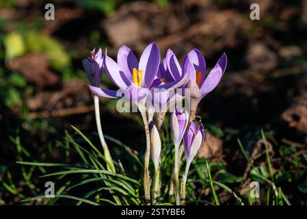 Lila Krokusblüten im Sonnenschein Stockfoto