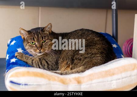 Eine hübsche Katze liegt bequem auf einer wunderschön gemusterten blau-weißen Decke, die ihre gemütliche Atmosphäre unterstreicht Stockfoto