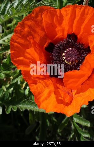 Die leuchtend rote Mohnblume blüht im Sommer. Nahaufnahme von Mohnblumenkopf, Blütenblättern und Samen. Mit blumenmotiv Stockfoto