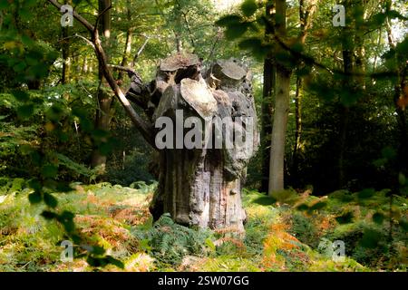Großer, stabiler Baumstumpf mitten in der Sonne, mit Farnen auf dem Boden Stockfoto