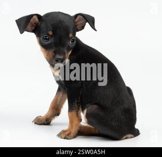 Kleines kleines Hündchen-Pinscher-Porträt auf weißem Atelierhintergrund Stockfoto