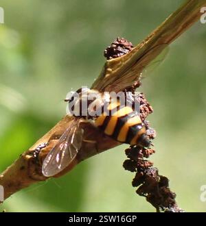 (Didea fasciata), Insecta, Meijendel und Berkheide, Wassenaar, Südholland, NL Stockfoto