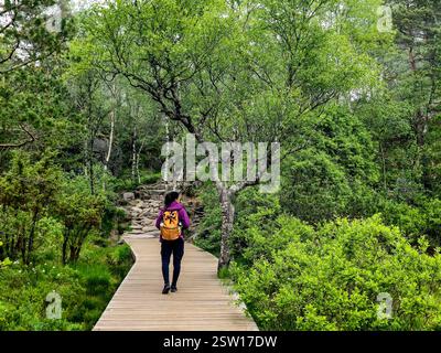 Ein Wanderer, der auf einem Holzweg durch üppige grüne Wälder in Norwegen schlendert Stockfoto