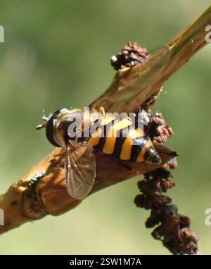 (Didea fasciata), Insecta, Meijendel und Berkheide, Wassenaar, Südholland, NL Stockfoto