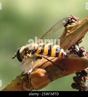 (Didea fasciata), Insecta, Meijendel und Berkheide, Wassenaar, Südholland, NL Stockfoto