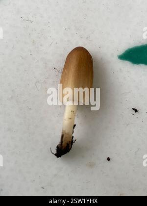 Glimmerkappe (Coprinellus micaceus), Pilze, Rue Spitalieri, Nizza, Provence-Alpes-Côte d'Azur, FR, fand diesen kleinen Kerl, der zwischen meinen süßen Erbsen in einem Behälter auf meinem Balkon wuchs (!??!). Ich schätze, die Sporen waren entweder auf dem Holz, das ich verwendet habe, um die Erbsen zu spalieren, oder sie sind irgendwie einfach von den umliegenden Hügeln gesprengt. Stockfoto