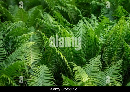 Üppiges Laub des wachsenden Matteuccia-Farns im Wald. Pflanzen Sie dichtes Grün, grüne tropische Vegetation. Stockfoto