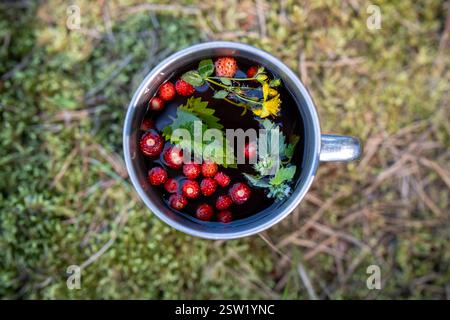 Duftende Reise-Schwarztee-Tasse mit natürlichen frischen Erdbeeren Minzblättern gelben Blüten Löwenzahn Stockfoto