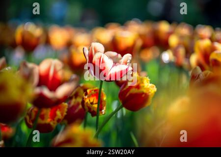 Weiche Fokussierung auf Tulpenblüten und andere leuchtend rot-orange Blumenpflanzen, die im Blumenbeet wachsen. Stockfoto
